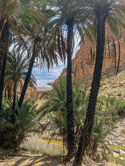 View through tall palm trees towards a stone bridge and rocky cliffs in a North African canyon.