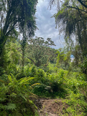 Lush green canopy of a tropical mountain rainforest with ferns and mossy trees in Rwanda.