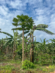 Papaya tree with green fruits and tall banana trees in a tropical plantation under a cloudy sky in Rwanda.