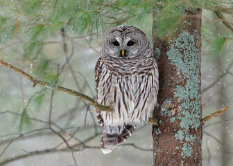 Barred Owl perched in a red pine - Lambton Shores, Ontario, Canada