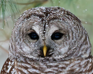 Barred Owl perched in a red pine - Lambton Shores, Ontario, Canada