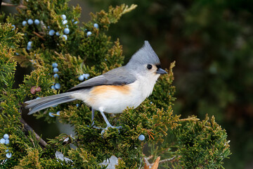 Tufted Titmouse (Baeolophus bicolor) in a red cedar tree  - Pinery Provincial Park, Ontario, Canada