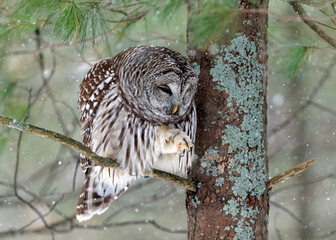 Barred Owl perched in a red pine - Lambton Shores, Ontario, Canada