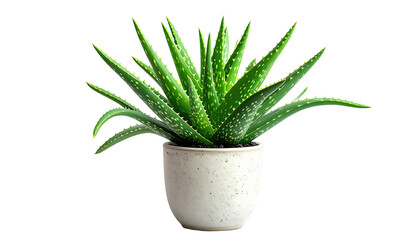 Fototapeta premium A vibrant Aloe Vera plant, featuring sharp green leaves, sits nestled in a speckled white pot
