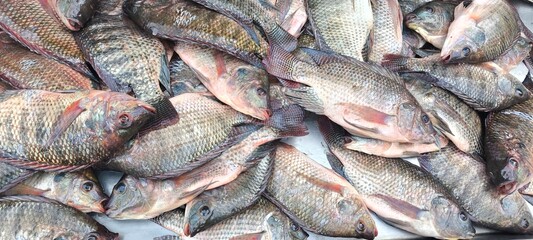 Obraz premium Fresh tilapia from the fishermen.