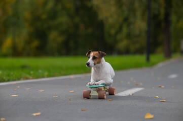 A Jack Russell Terrier rides a penny board in an autumn park.