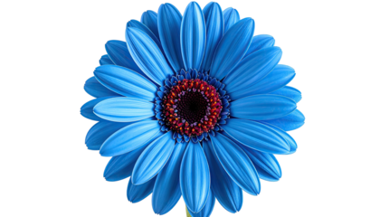 A vibrant, close-up shot of a perfect blue daisy against a stark black background