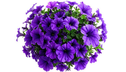 A vibrant cluster of purple flowers in full bloom against a dark, transparent background