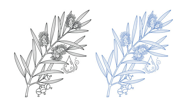 Elegant linear drawing of plant callistemon plant botanical sketch isolated outline illustration