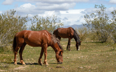 Fototapeta premium Wild Horse Stallions grazing at Pobrecito area of the Salt River Arizona United States