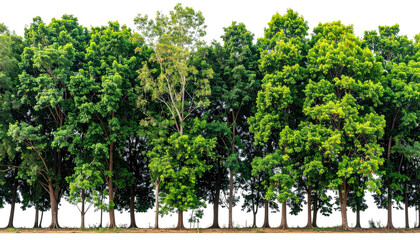 A vibrant, densely packed row of diverse, verdant trees forming a picturesque and natural forest scene
