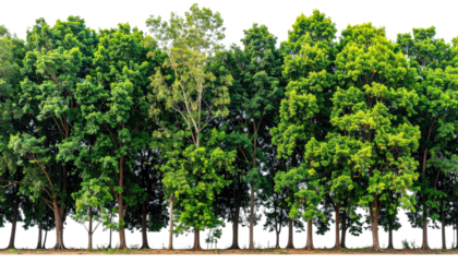 A vibrant, densely packed row of diverse, verdant trees forming a picturesque and natural forest scene