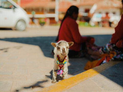 Cute little goat on the street of village in Cusco valley, Peru