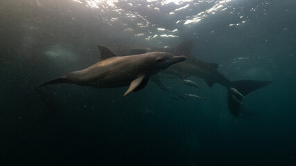Dolphins and whale sharks feeding below the surface, Raja Ampat 