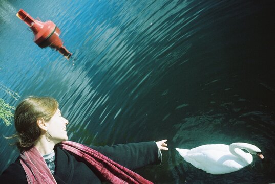 Woman tries to touch the swan.