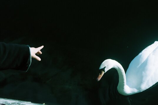 An anonymous woman tries to touch the swan.