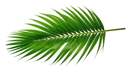 A vibrant, detailed depiction of a single, isolated palm leaf, showcasing its intricate structure