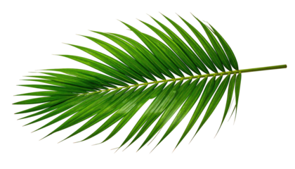 A vibrant, detailed depiction of a single, isolated palm leaf, showcasing its intricate structure