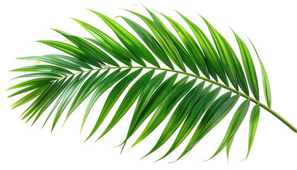 A vibrant, detailed illustration of a palm frond with lush green leaves isolated against black