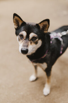 Shiba Inu