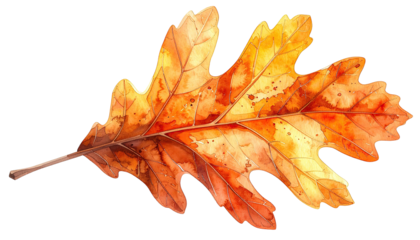 A vibrant, detailed illustration of a single, autumn-colored oak leaf, isolated on black