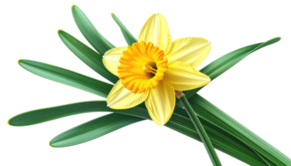 A vibrant, detailed image of a daffodil with a sunny yellow bloom and green foliage against black