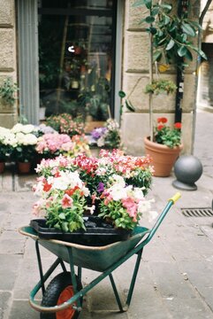 Colorful Flowers in Wheelbarrow Outside Shop on 35mm Film