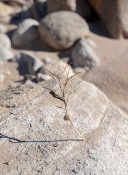perseverance anza borrego desert national park california USA