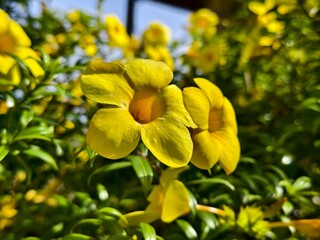 Allamanda cathartica flower in the morning