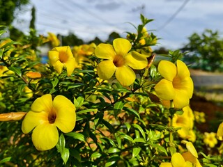 Allamanda cathartica flower in the morning