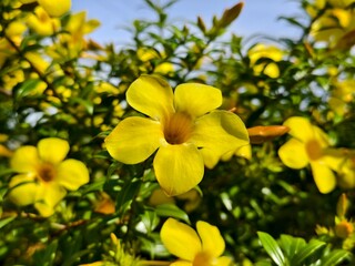 Allamanda cathartica flower in the morning