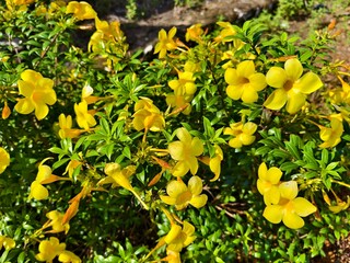 Allamanda cathartica flower in the morning