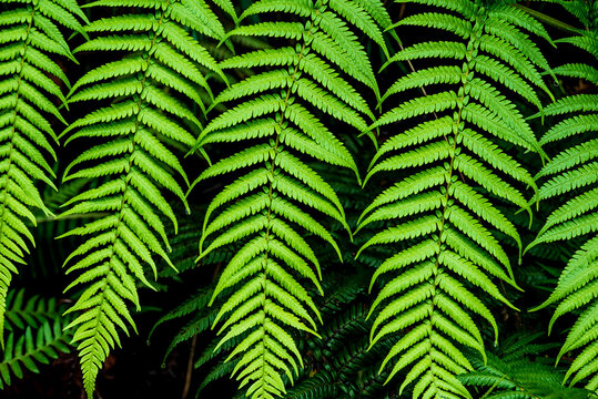ferns with plain background