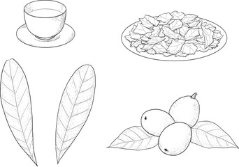びわの実と葉・乾燥葉・びわ茶の線画イラストセット