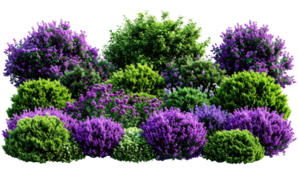 A vibrant garden featuring lush, diverse shrubbery in shades of green and purple, a natural beauty