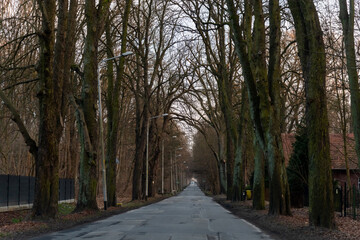 Obraz premium Scenic tree-lined country road with tall bare trees forming natural tunnel and street lamps on overcast autumn day in rural village. Concept of road trip, countryside driving and peaceful rural life.