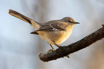 Mockingbird perched on a tree branch.