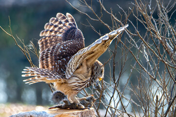 Barred Owl Perched