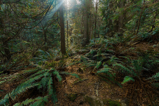 Mossy lushly green forest in Vancouver in summer 