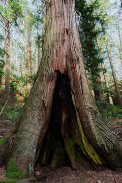 Old Duglas Fir covered with moss on Vancouver island, Canada