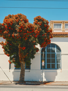 Vibrant Tree in Bloom Beside a Historic Building Under Clear Sky