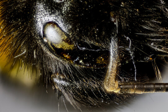 Microscopic detail of a bumblebee