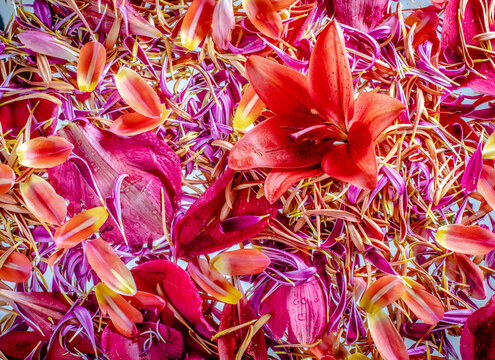 Colorful lily's and petals
