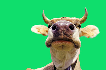 Eine jungen hübsche braune Kuh mit Hörner und Glocke. Weitwinkelaufnahme freigestellt mit grünen...