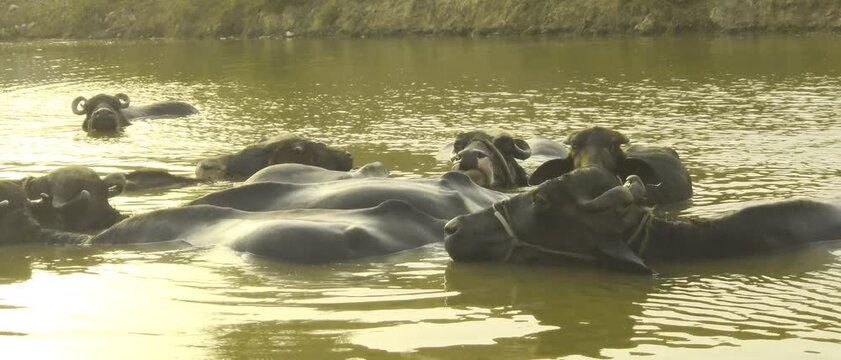 Water buffalo resting and cooling together in shallow river water during hot rural summer day