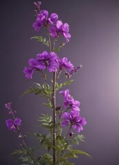 Obraz premium Vibrant purple flowers on tall stem with leaves and seed pods, Asclepias speciosa, wildflower, San Francisco Bay Area