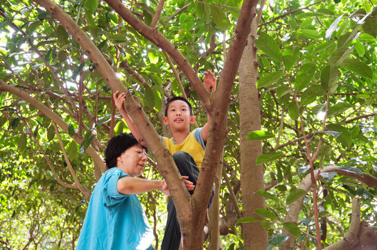 Asian mother and son climbing a tree and playing in the woods