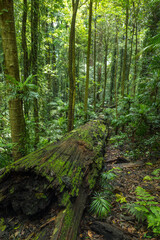 Fototapeta premium A fallen tree covered in moss and lichen on the floor of a rainforest - vertical