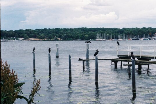 Cormorants on marina posts
