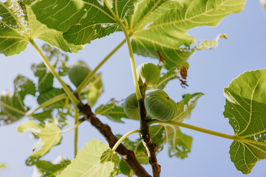 Green figs growing on tree under sunlight